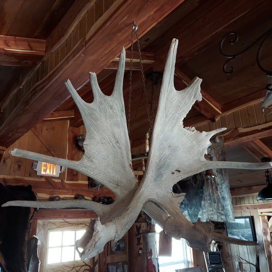 Real weathered moose antlers