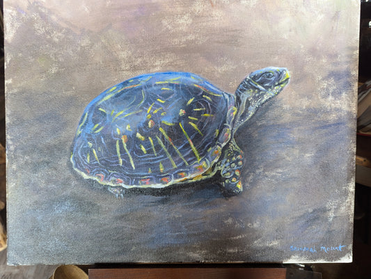Mr. Turtle