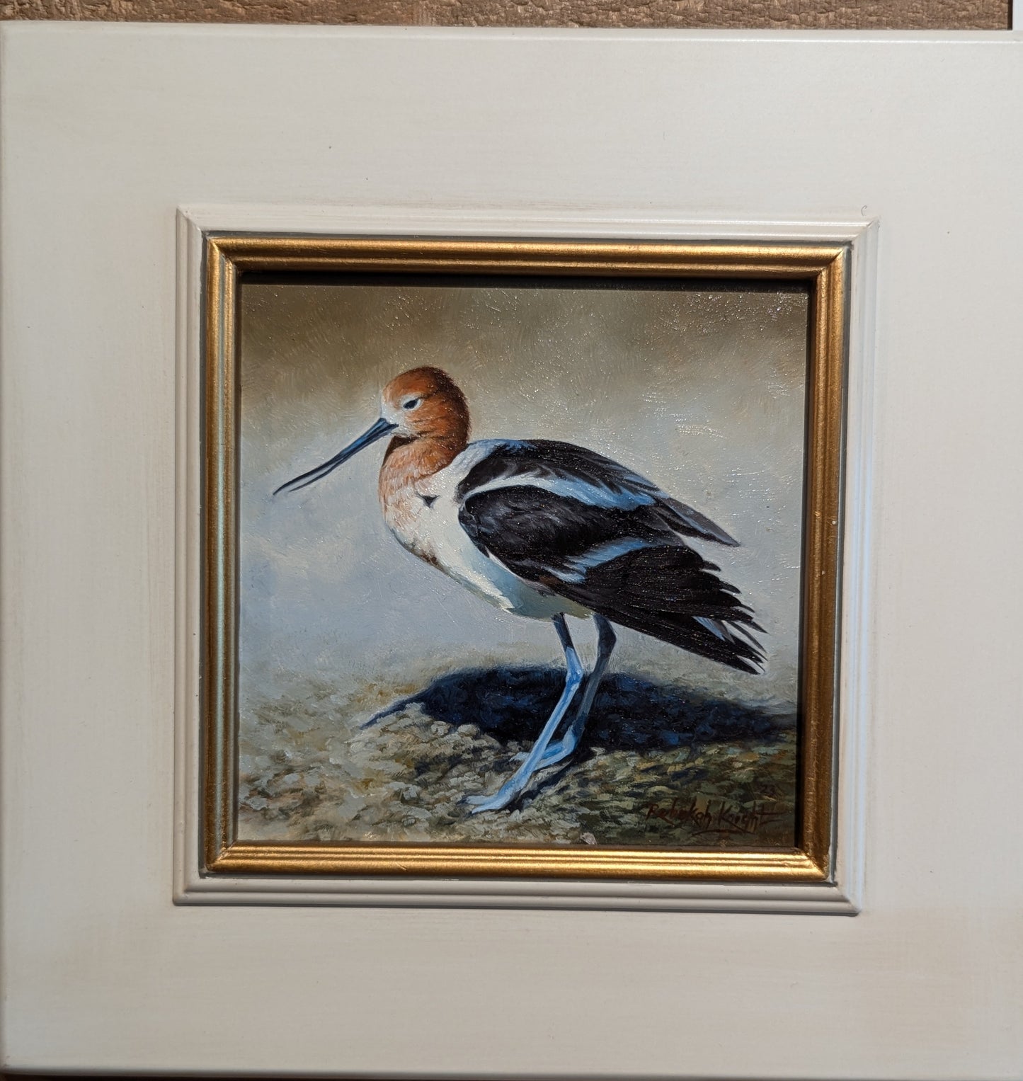 American Avocet