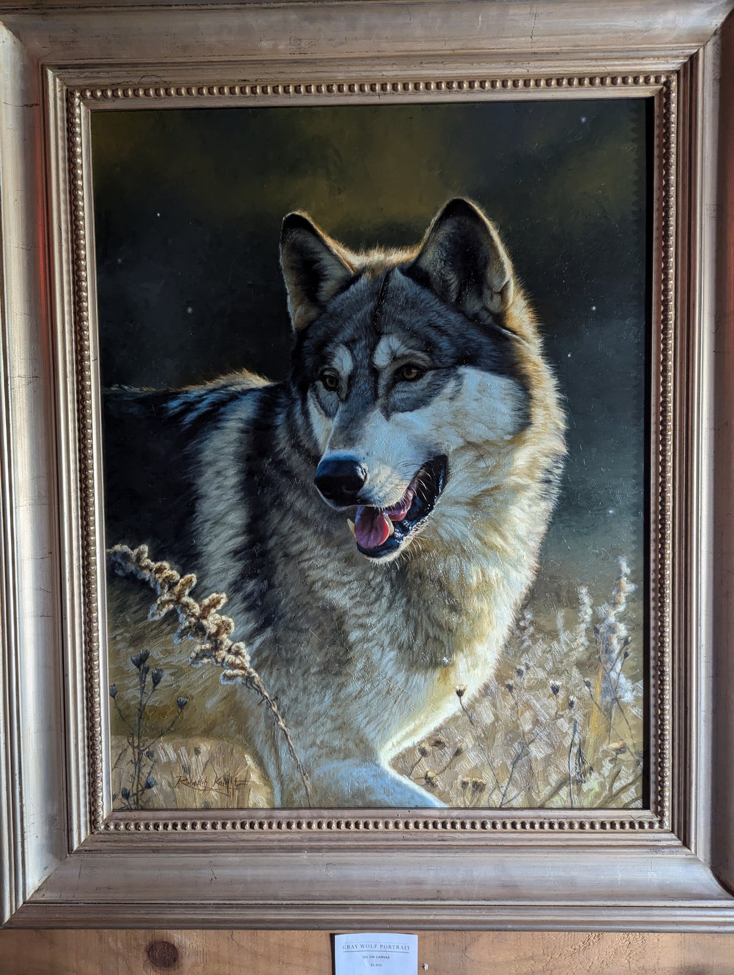Gray Wolf Portrait