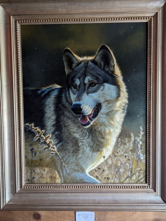 Gray Wolf Portrait