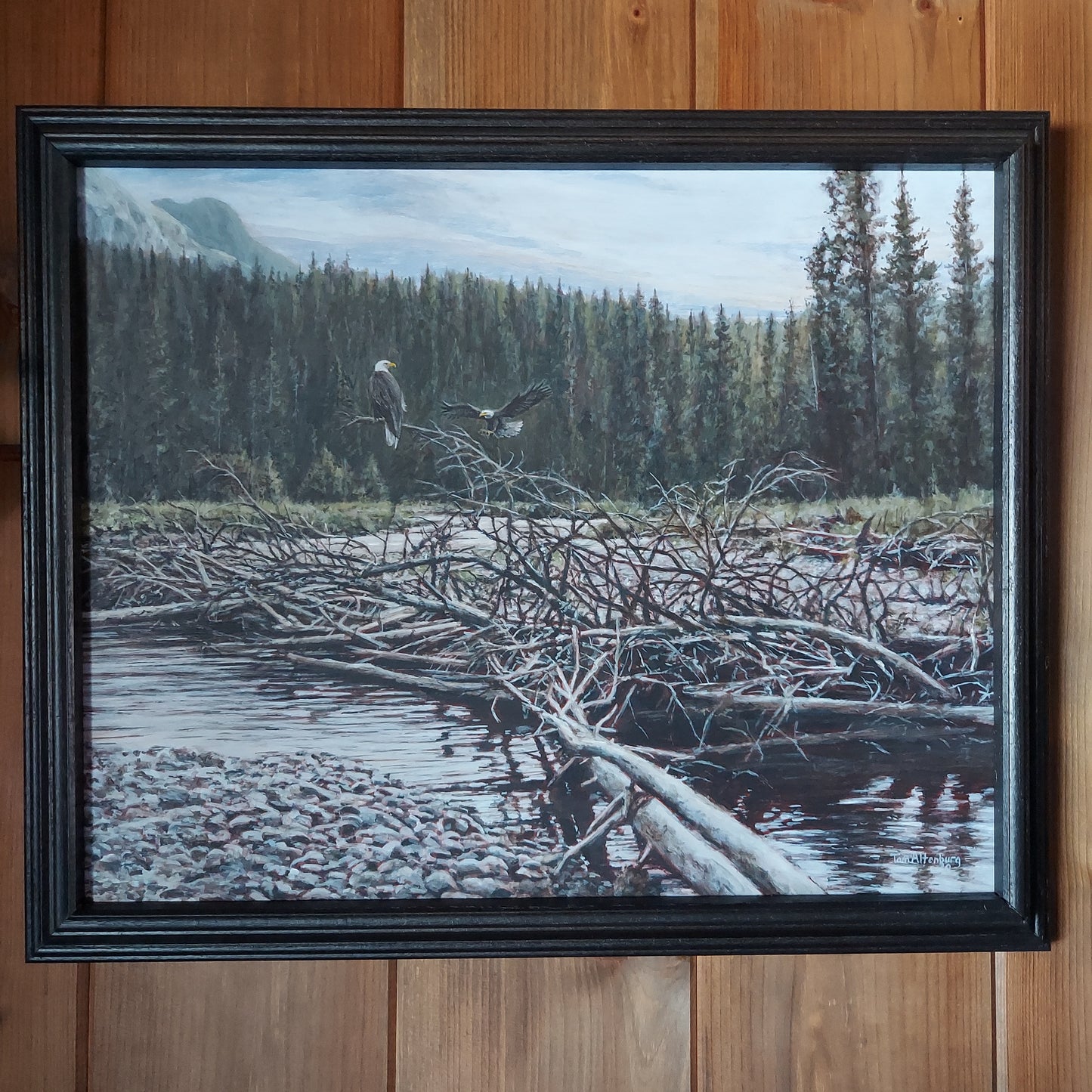 Eagles at the Gros Ventre RiverGrand Tetons)