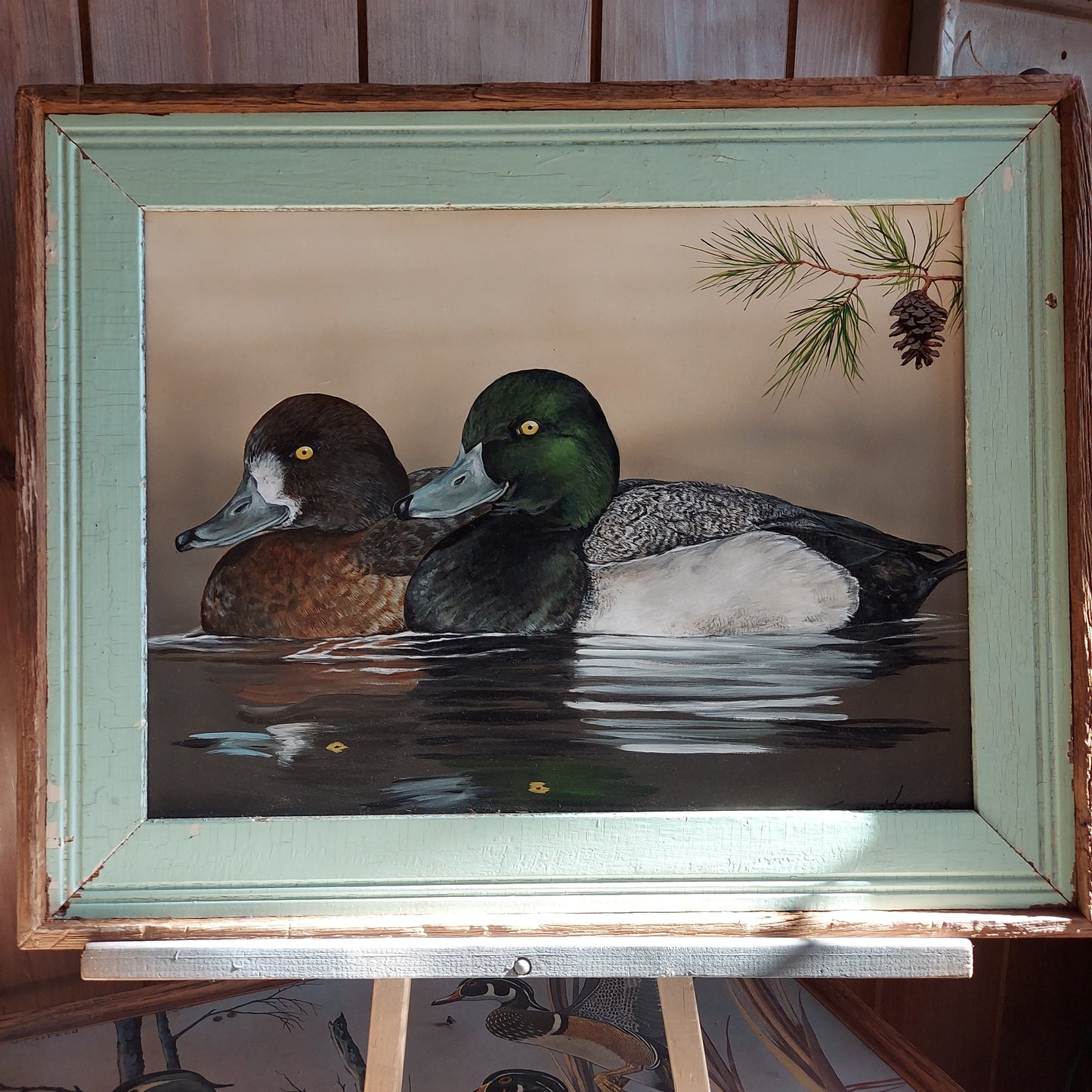 Swimming Scaups.