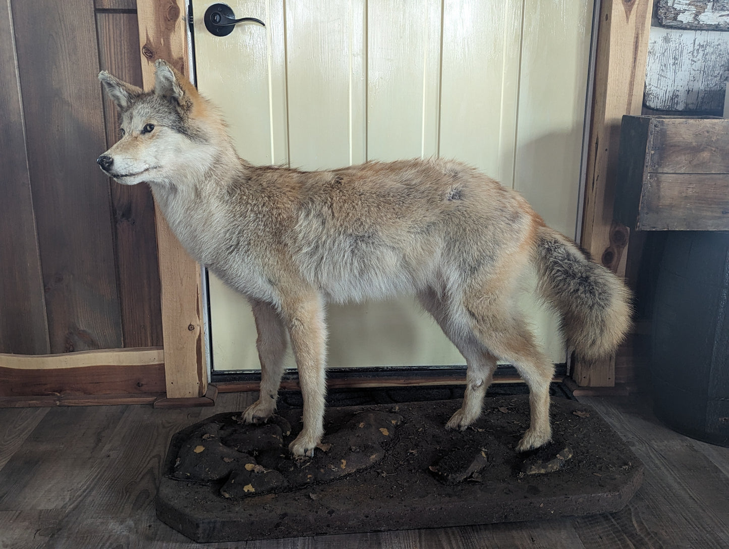 Coyote Mount