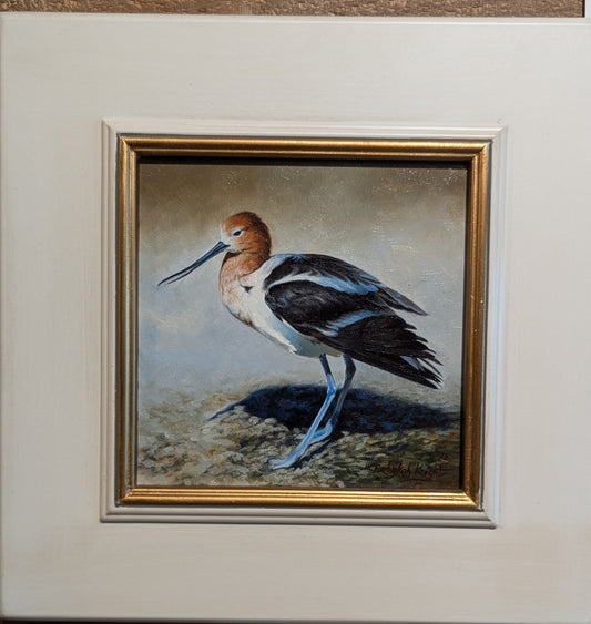 American Avocet